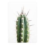 Cacti (Print Only) thumbnail