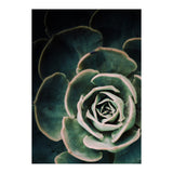 Darkside Of Succulents 4-D (Print Only) thumbnail