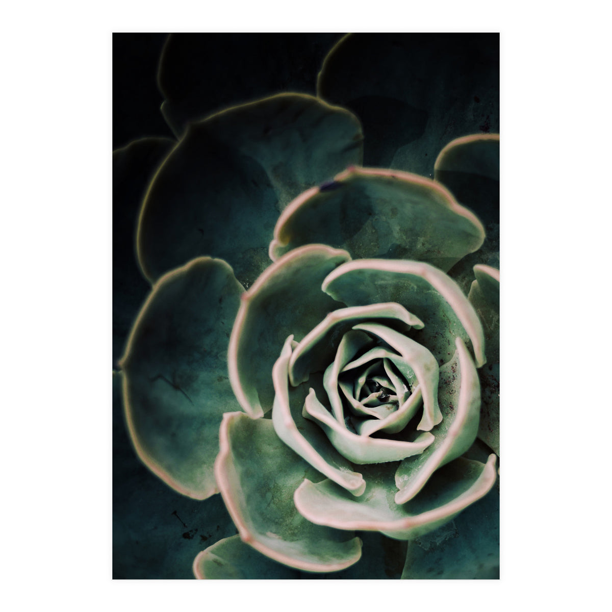 Darkside Of Succulents 4-D (Print Only)