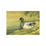 Mallard (Print Only) thumbnail