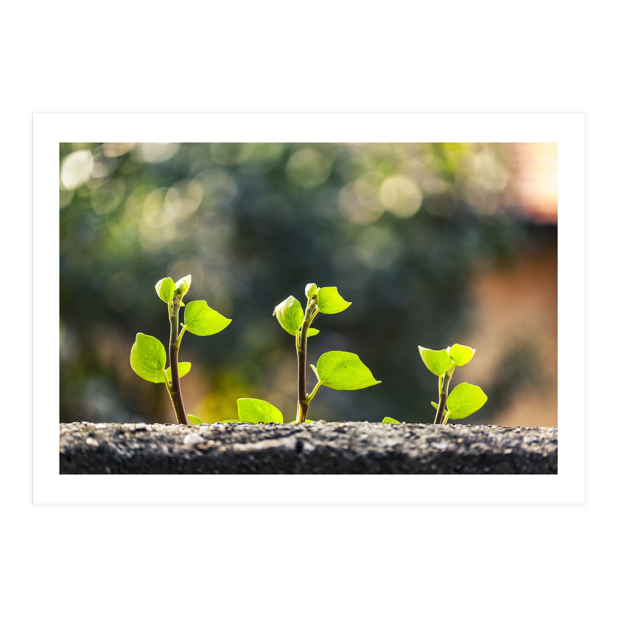 Plant in Nature (Print Only)