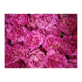 Rose Garden  (Print Only) thumbnail
