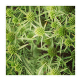 Green thistles (Print Only) thumbnail