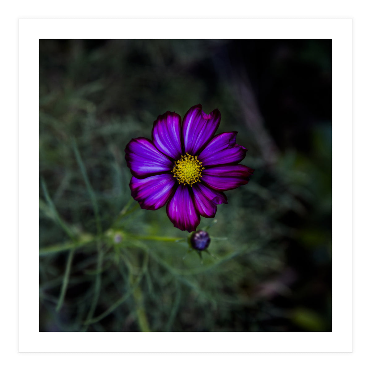 Floral autumn (Print Only)