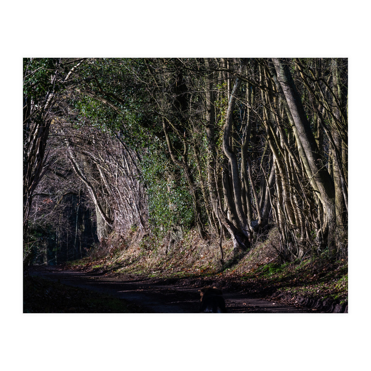 Sunlit Tunnel of Trees (Print Only)