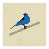 Indigo Bunting  (Print Only) thumbnail
