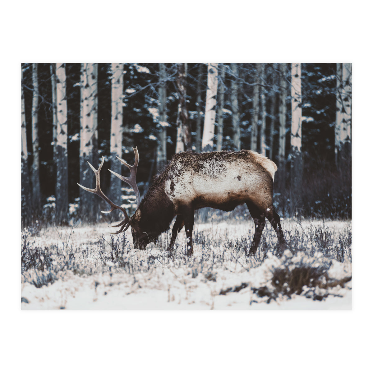 animal print (Print Only)