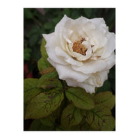 Fabulous White Rose Garden (Print Only)