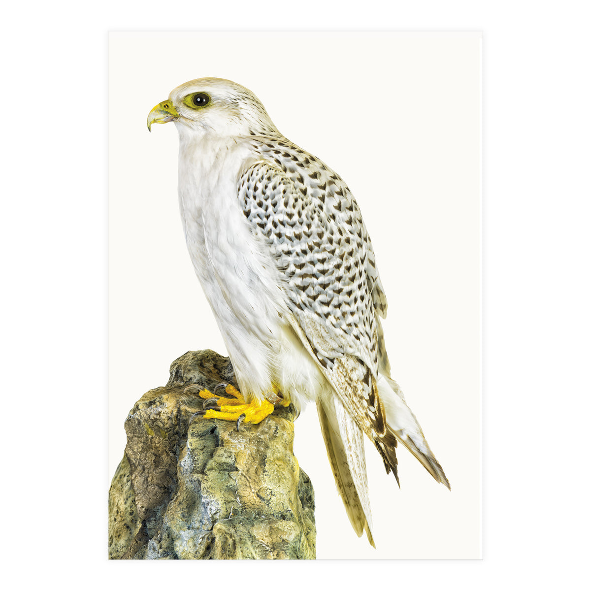 Cc Birds 03 (Print Only)