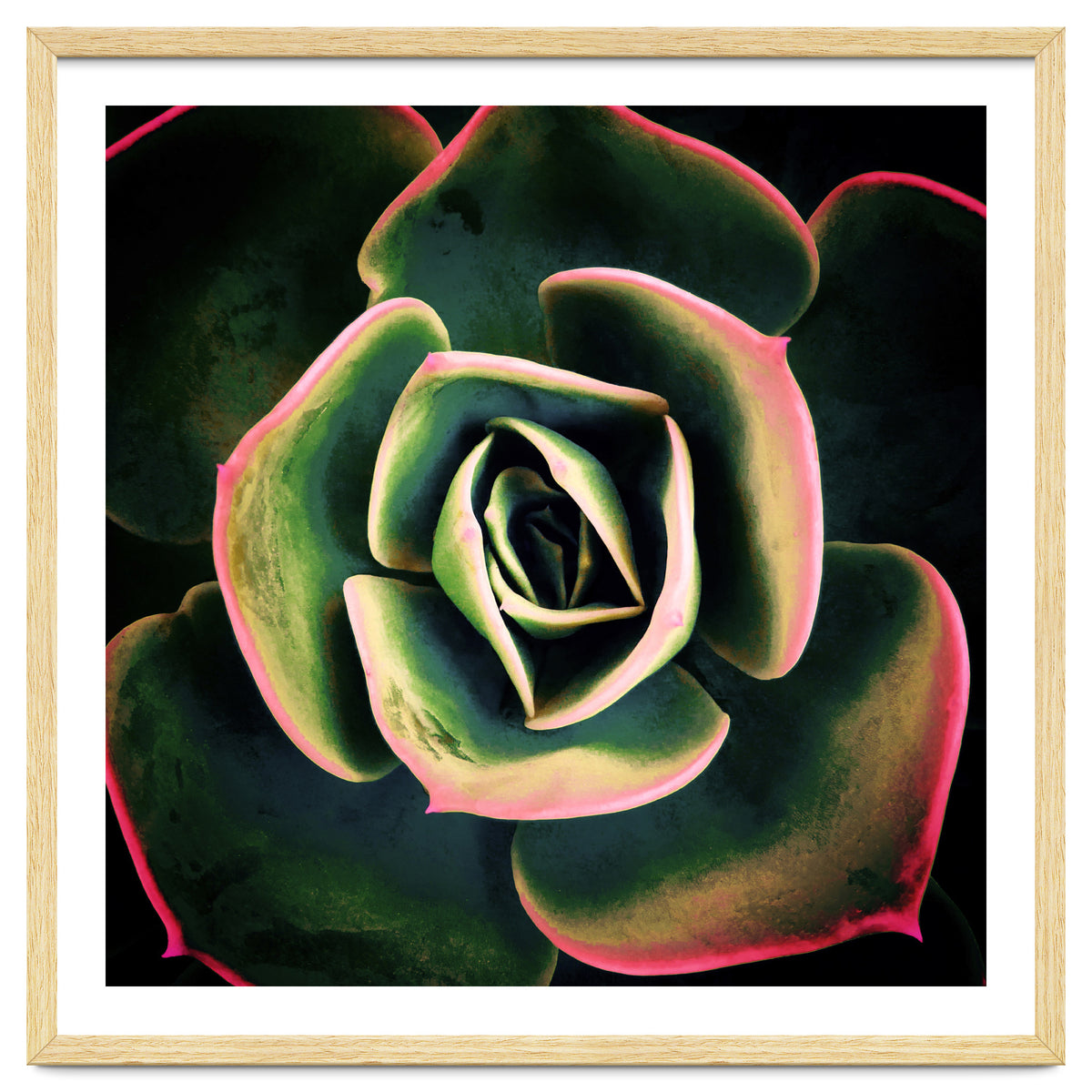 DARKSIDE OF SUCCULENTS XV