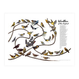 Warblers of New England (Print Only) thumbnail