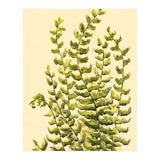 Fern (Print Only) thumbnail