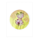 Circular Astrantia  (Print Only) thumbnail