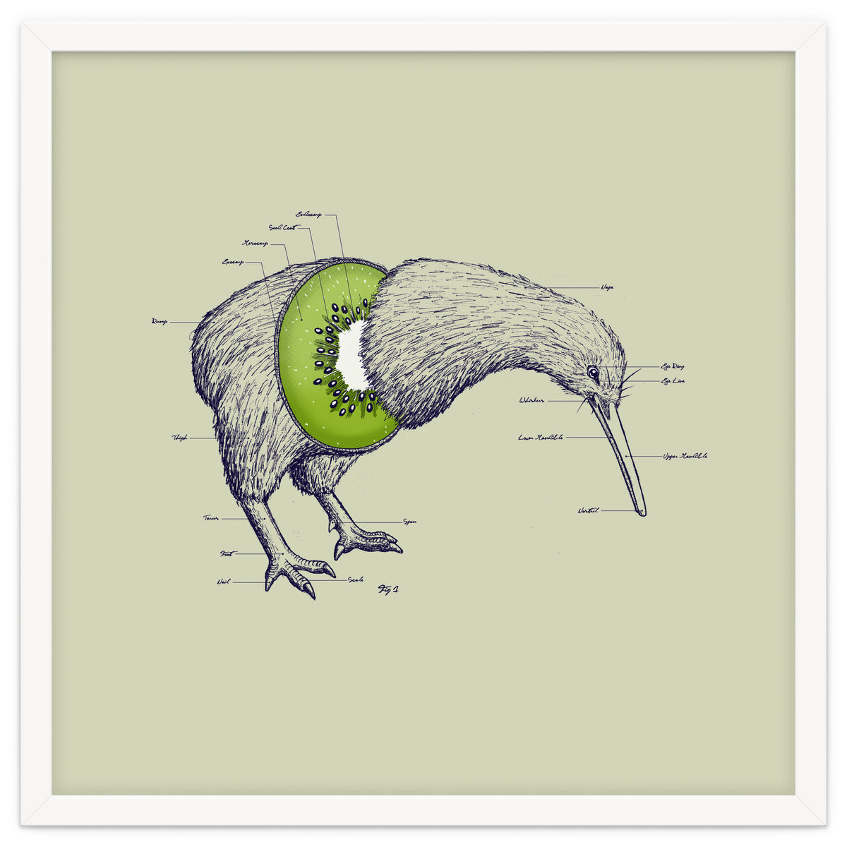 Kiwi Anatomy