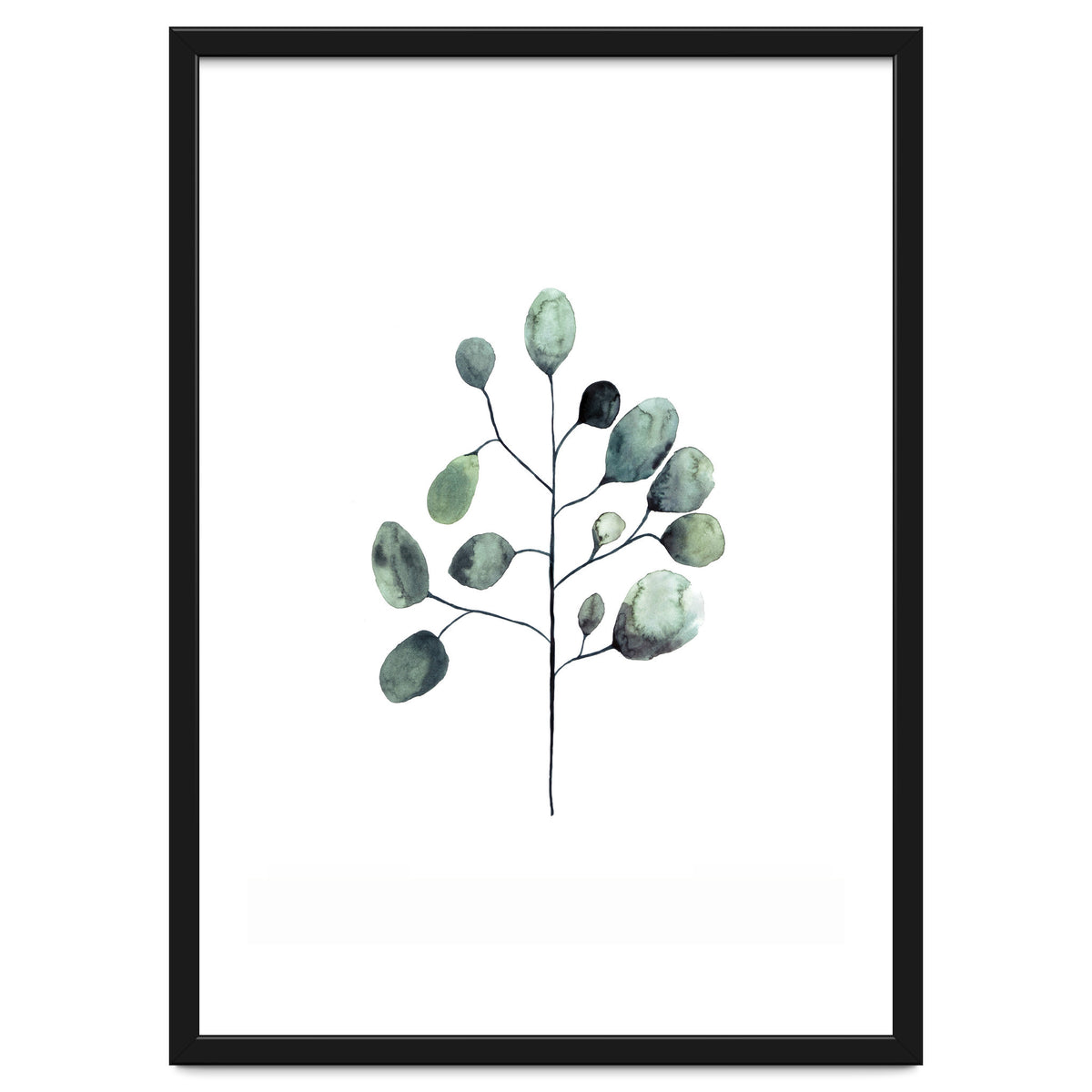 Botanical Illustration Eukalyptus