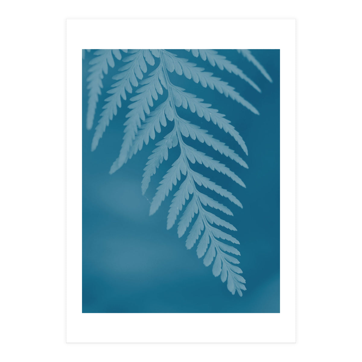 Pteridopsida 2 (Print Only)