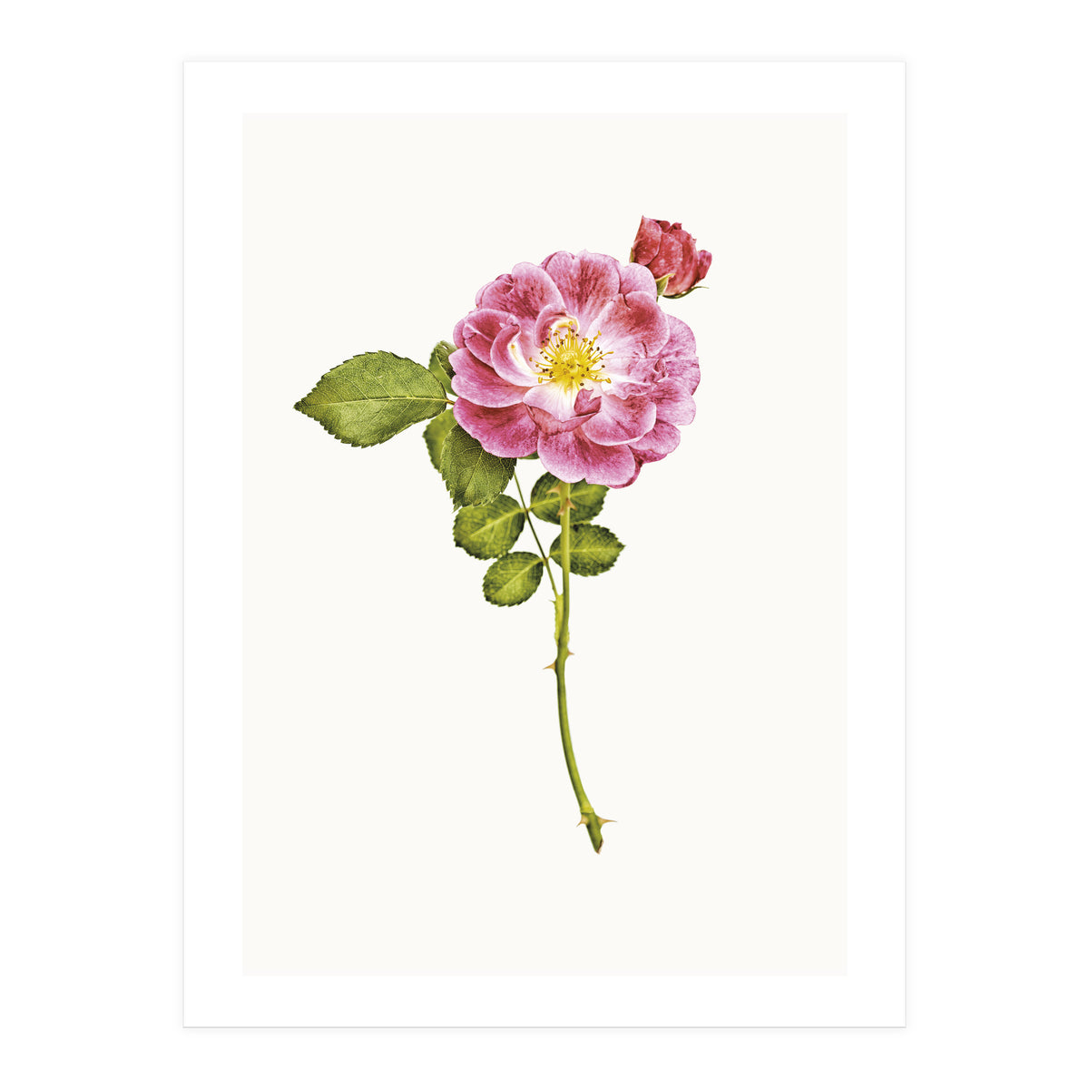 Cc Roses 05 (Print Only)