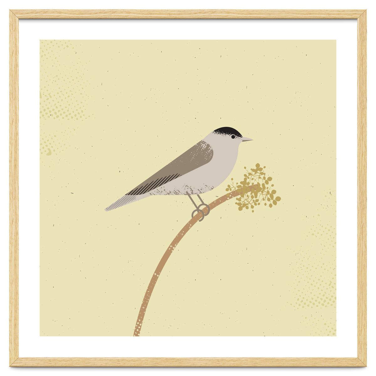 Blackcap