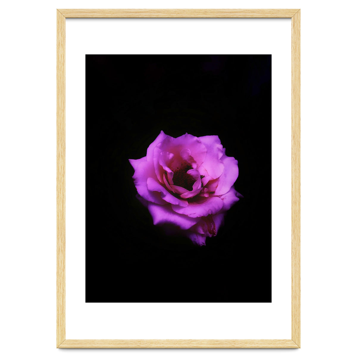 PINK ROSE IN DARK SPACE