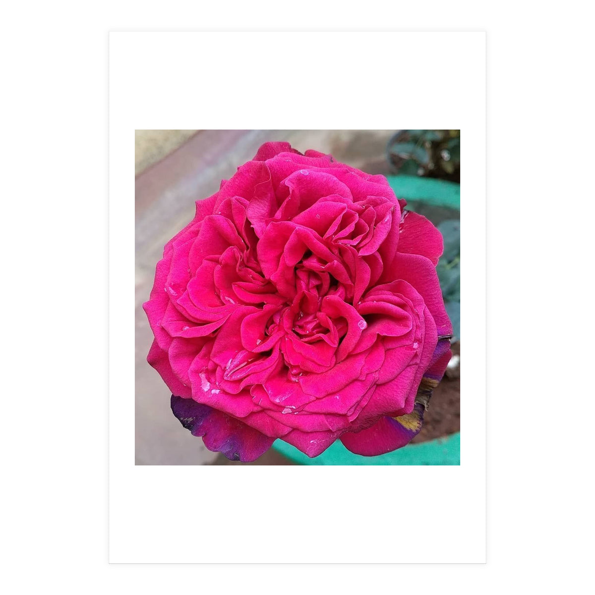Beautiful Fragrant Rose (Print Only)