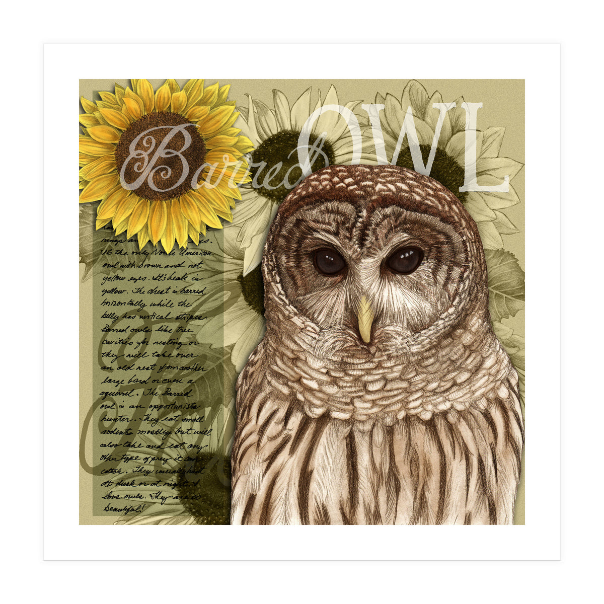 Sunflowers and Barred Owl (Print Only)