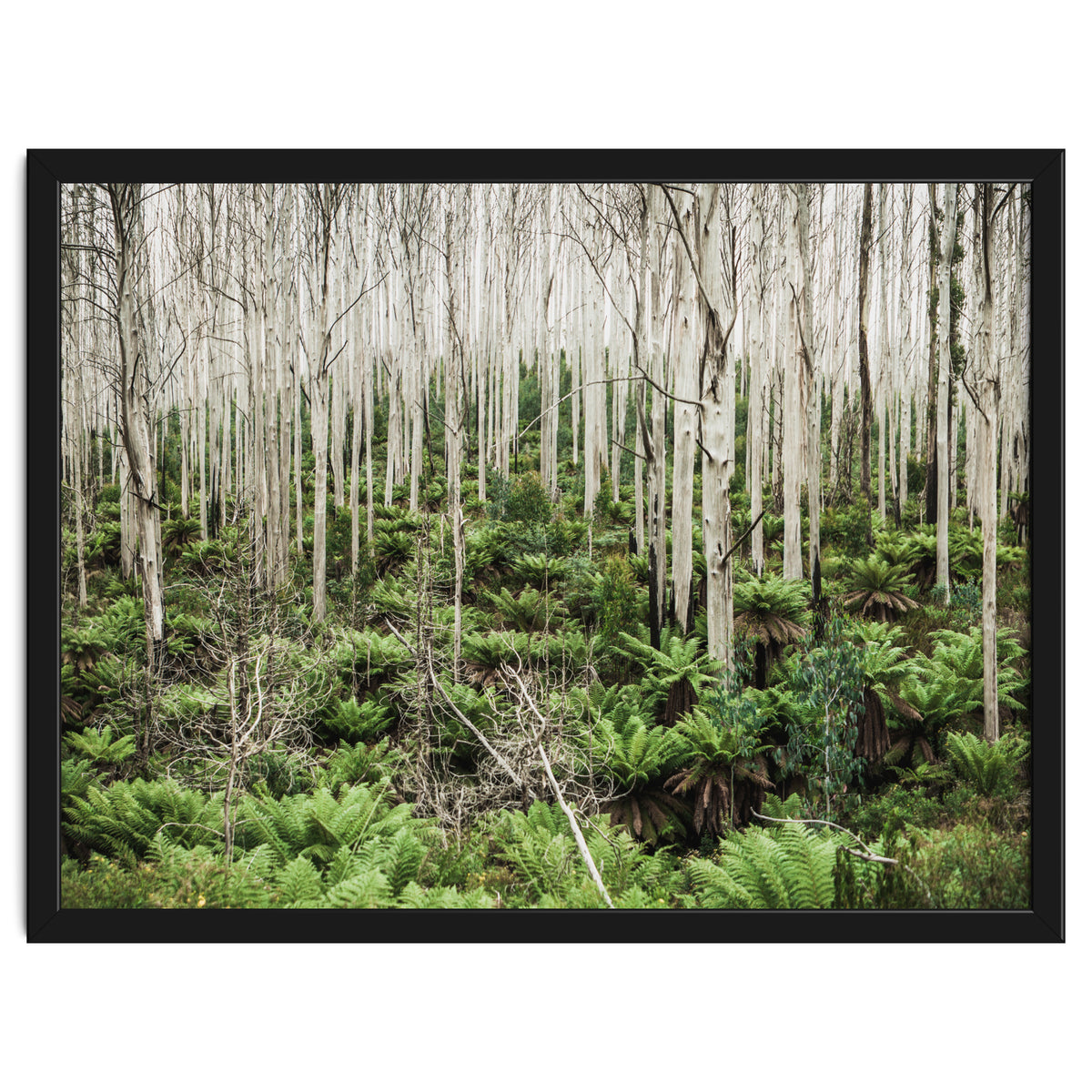 Forest After The Fire