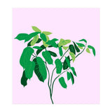 Ficus on Pink Background (Print Only) thumbnail