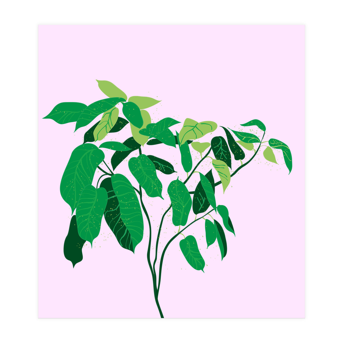 Ficus on Pink Background (Print Only)