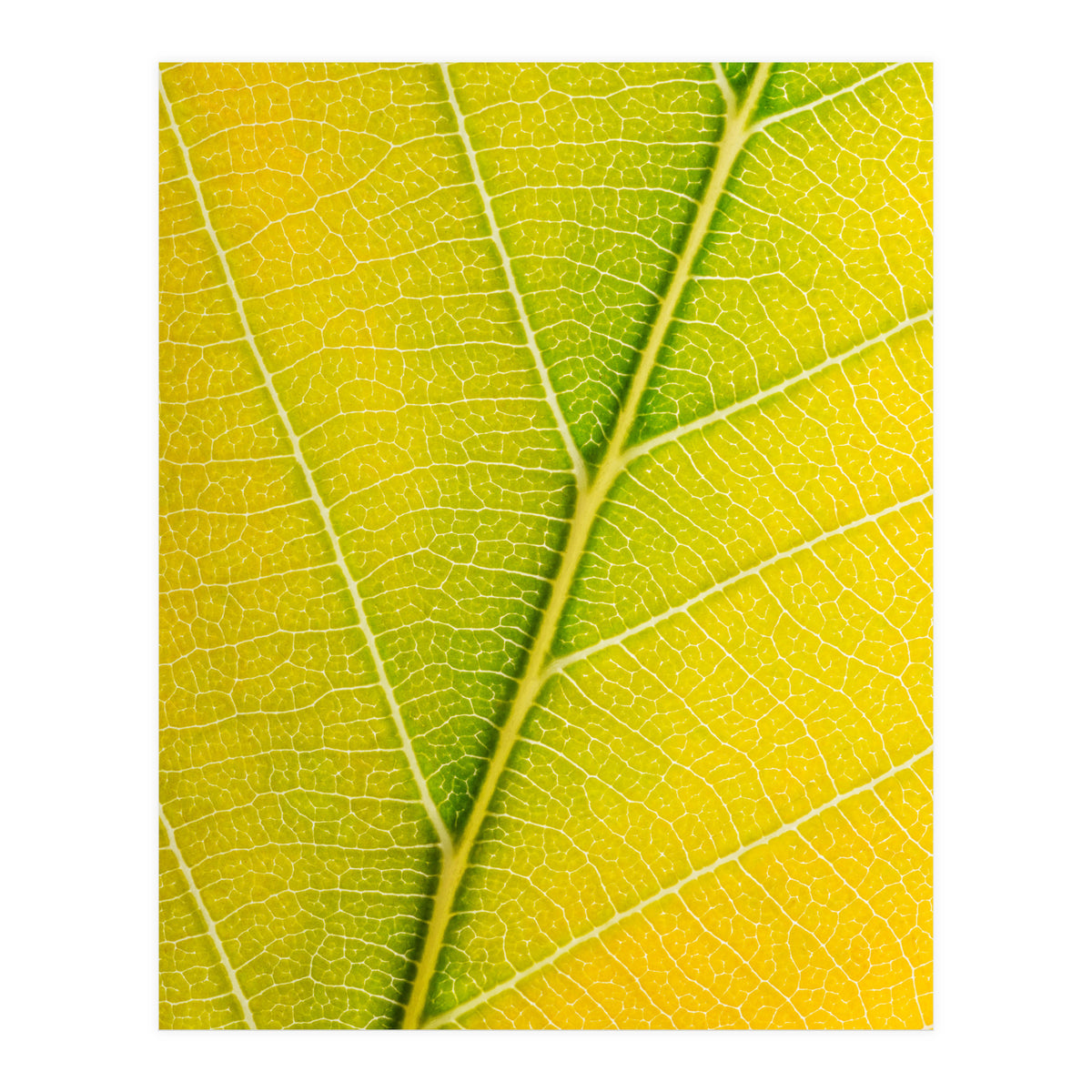 Autumn Leaf (Print Only)