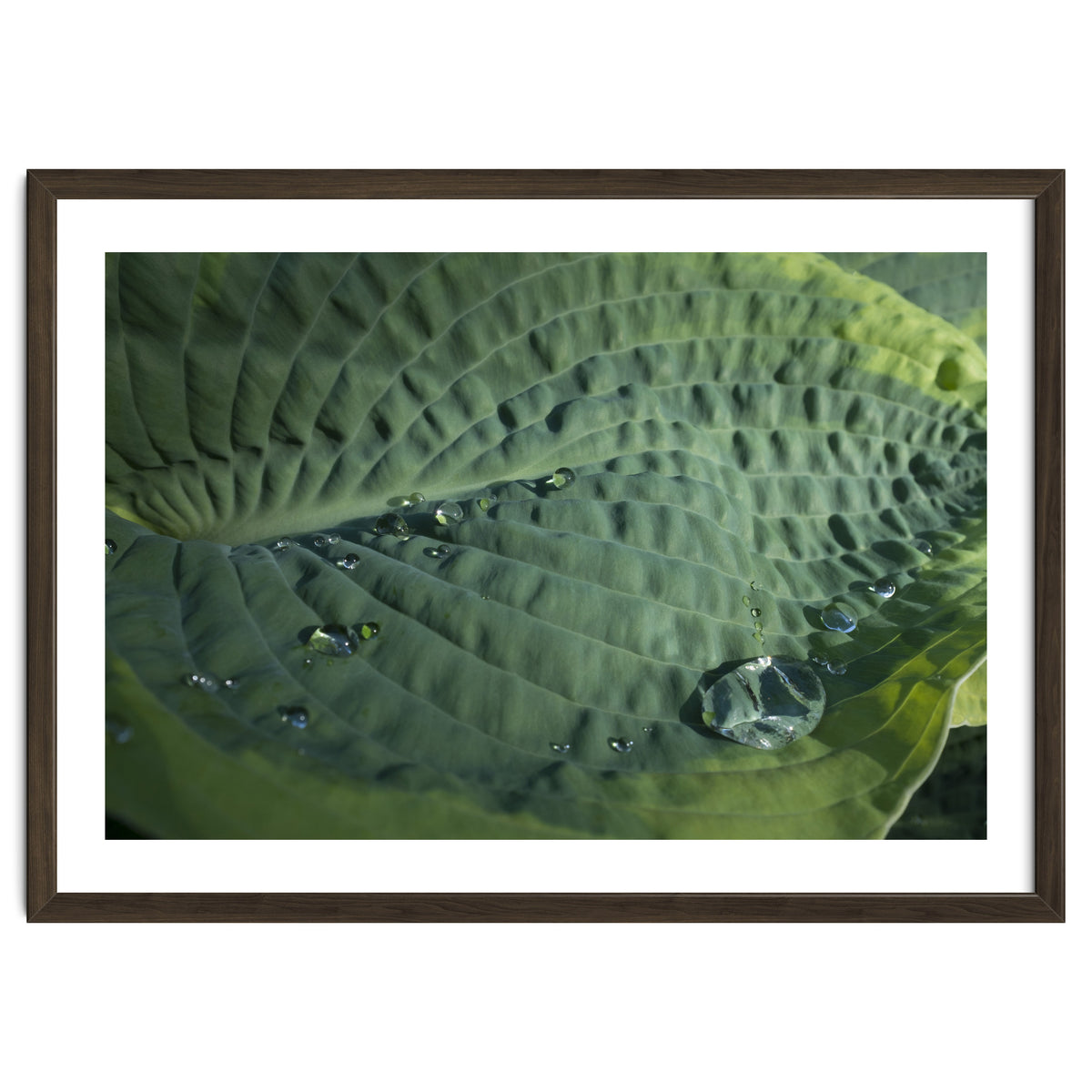 Hosta With Raindrops