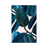 Ficus Elastica 2 (Print Only) thumbnail
