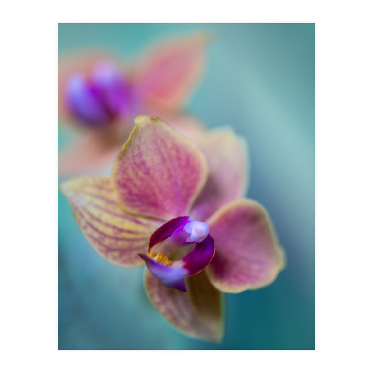 Orchidee (Print Only)