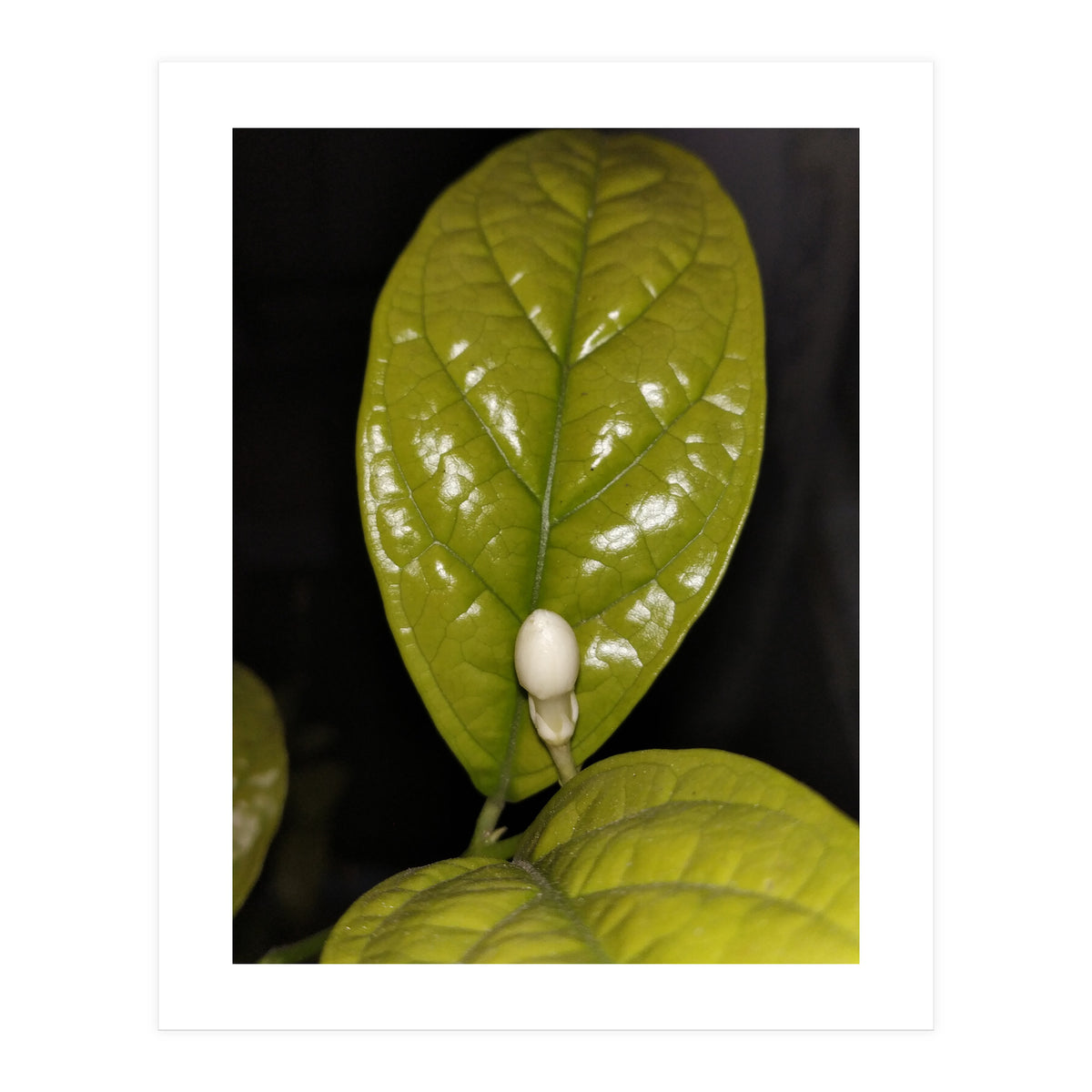 Jasmine Flower Fragrance (Print Only)