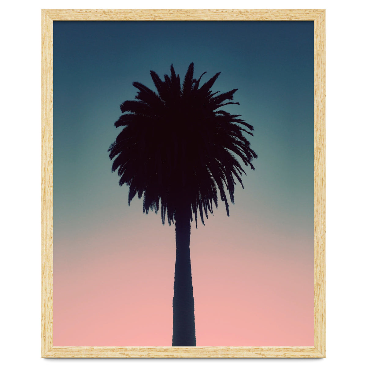 Sundown Palm