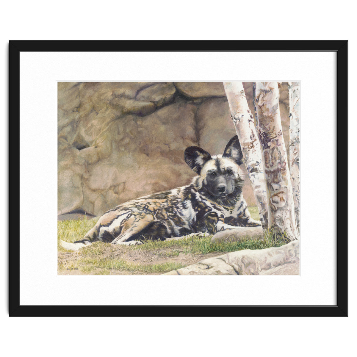 Afican Painted Dog IV - Imara