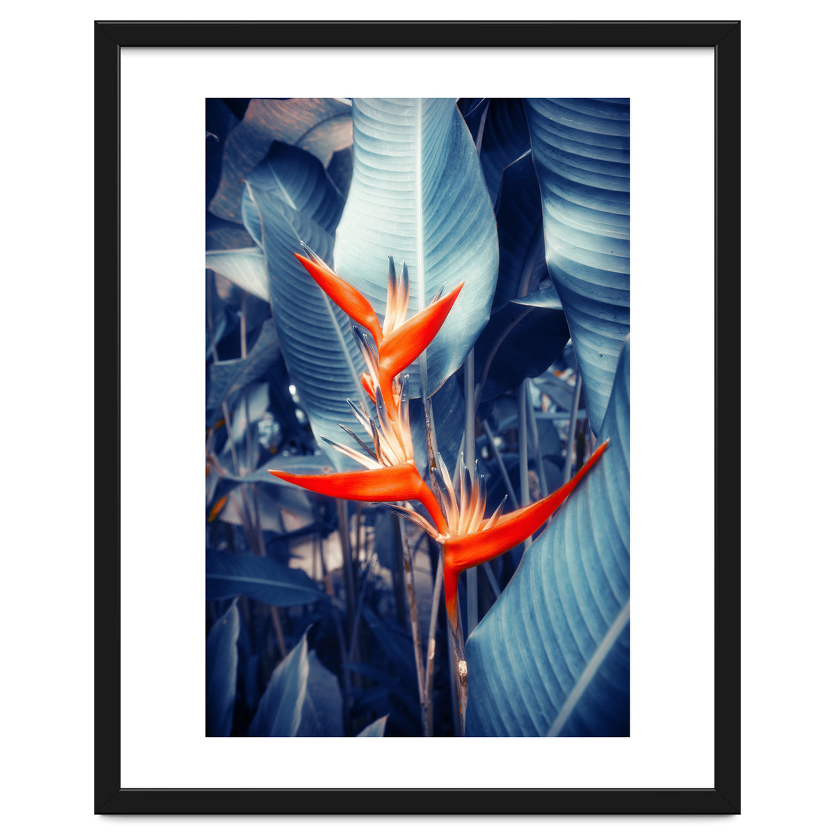 Parakeet Tropical Flower