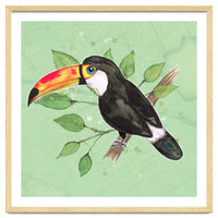 Toco toucan