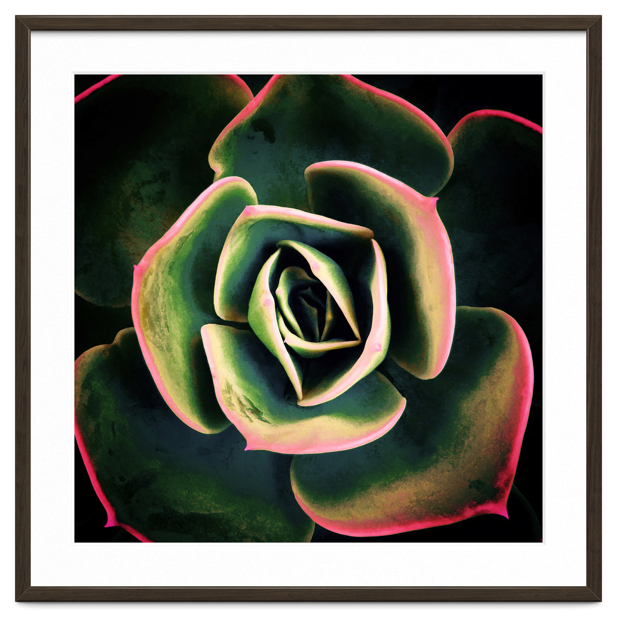 DARKSIDE OF SUCCULENTS XV