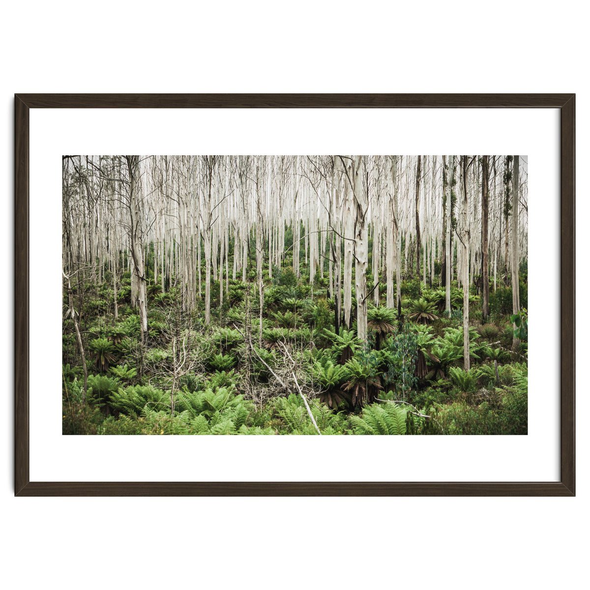 Forest After The Fire