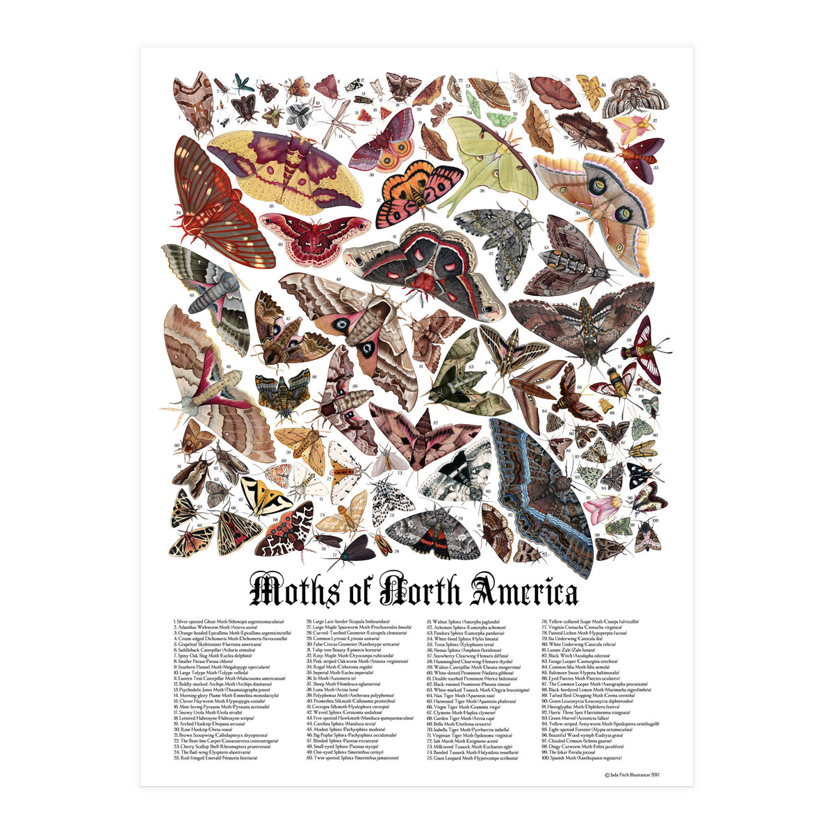 Moths of North America  (Print Only)