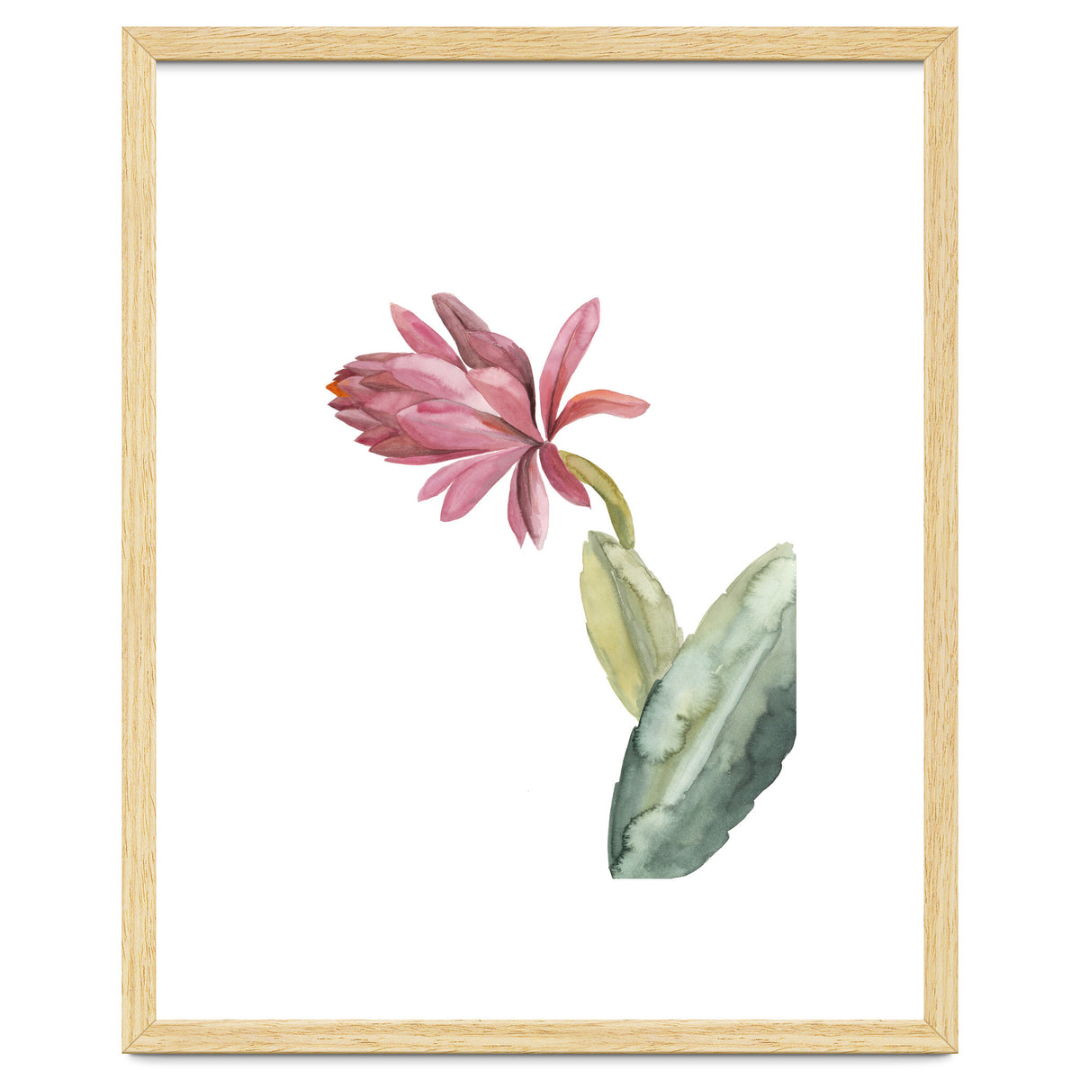 Botanical Illustration Pink Cactus Flower