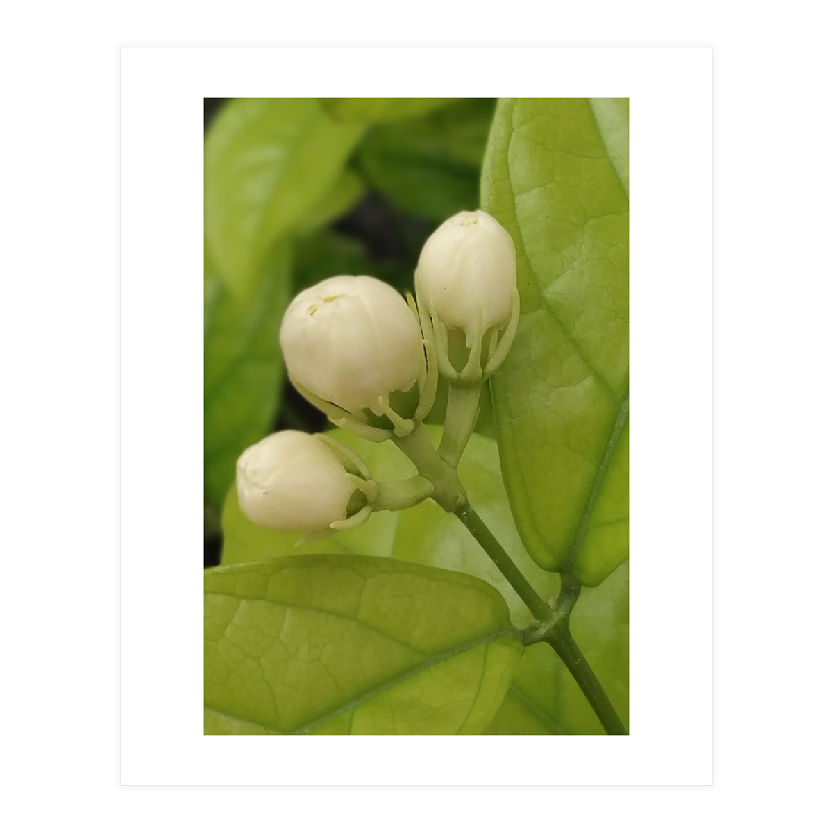 Jasmine Fragrance (Print Only)