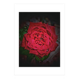 Red Rose (Print Only) thumbnail