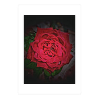 Red Rose (Print Only)