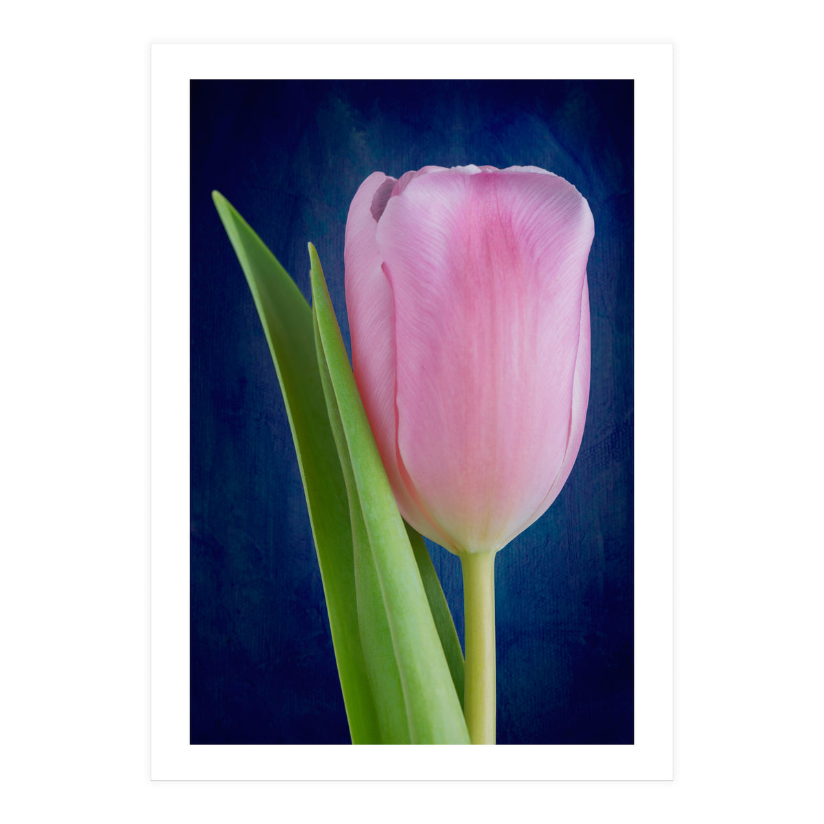 Tulip (Print Only)