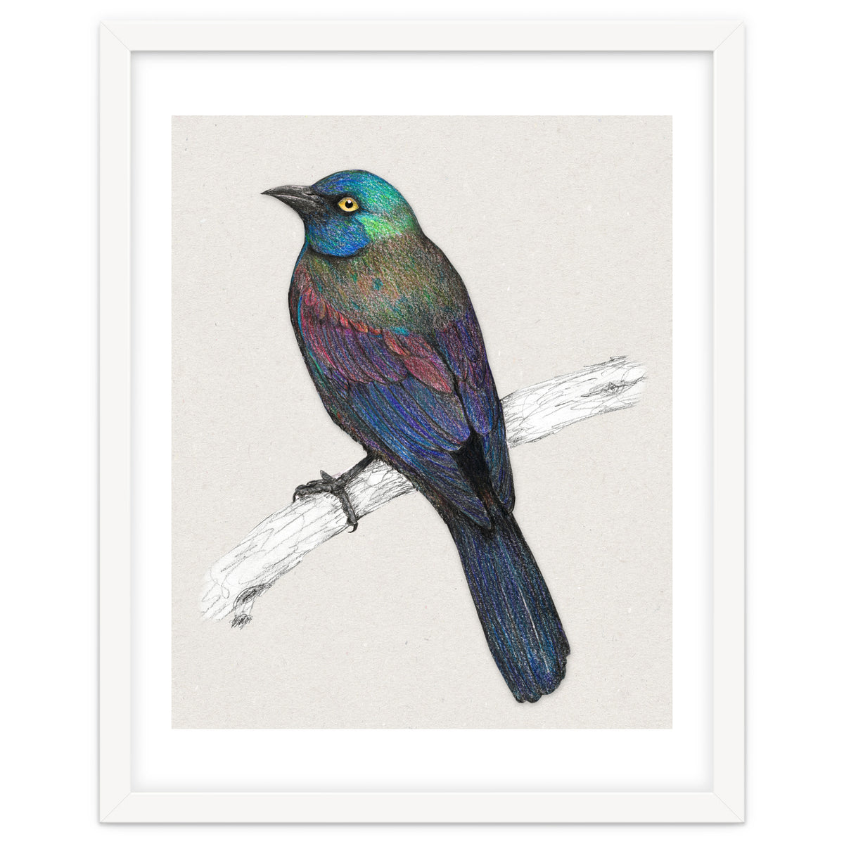 Common Grackle