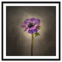 Graceful flower - Anemone coronaria | vintage style gold
