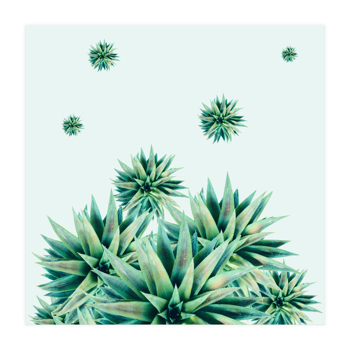 Tropical Stars (Print Only)