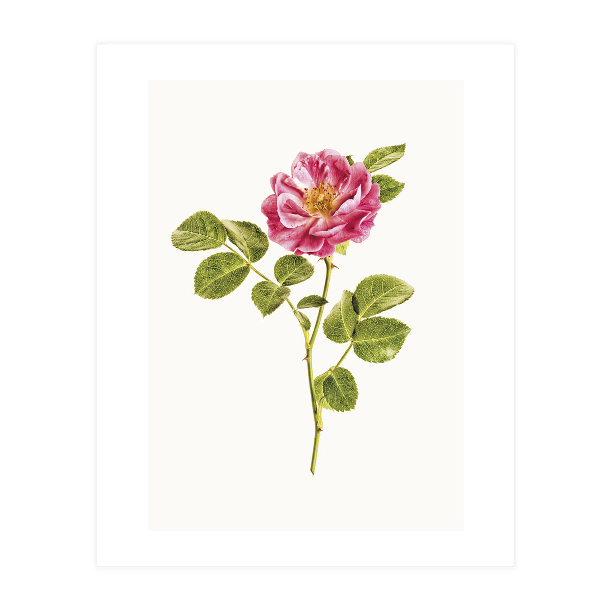 Cc Roses 06 (Print Only)