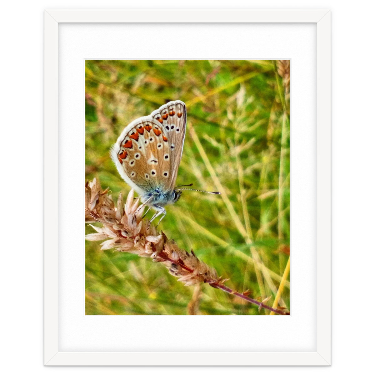 Butterfly in the meadow